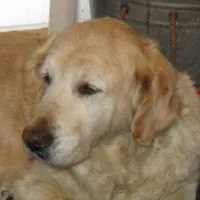Il pet food non risente della crisi