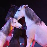 Oltre 156 mila visitatori a fieracavalli