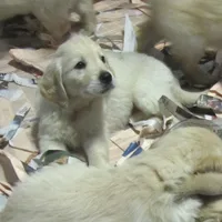 Il valore del non food per gli animali da compagnia