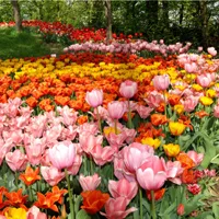 Gardena tra i tulipani del castello di pralormo