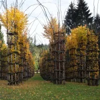 Il foliage autunnale nei grandi giardini italiani