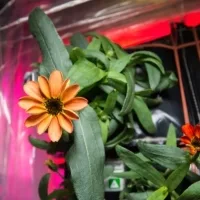 Il primo fiore nato nello spazio