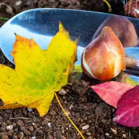 Festival d’autunno al flover