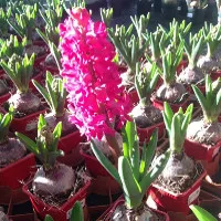 Aicg sostiene la campagna “nastro rosa airc”