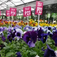 100 sfumature di viole, seconda edizione