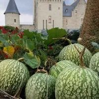 Al castello di Rivau 43 varietà di zucche