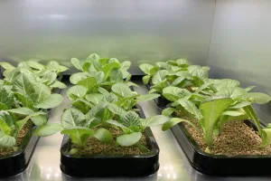 Giardinaggio indoor