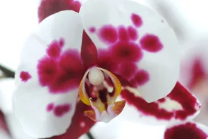 orchidea