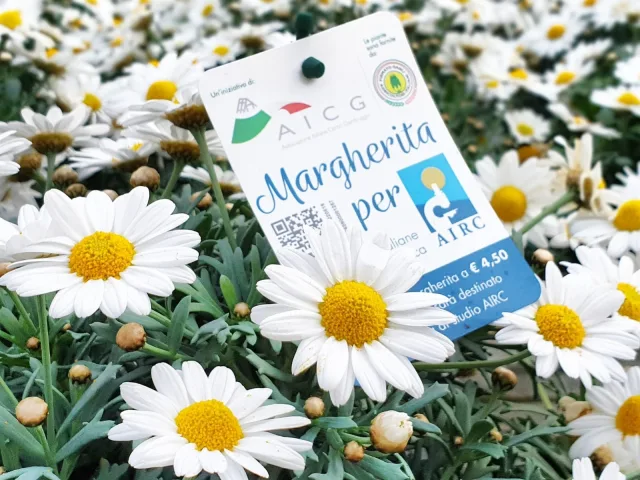 margherita