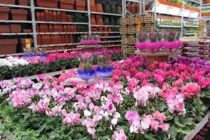 fiori in esposizione