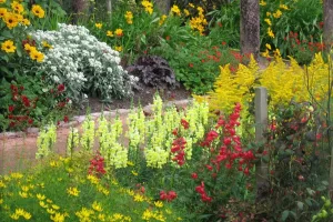 fiori