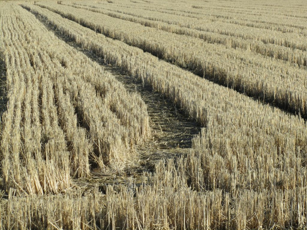 campo di grano