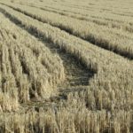 campo di grano