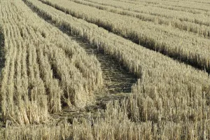 campo di grano
