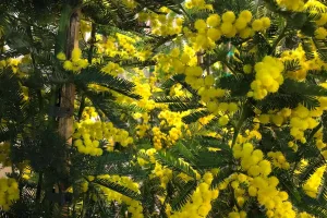 mimosa