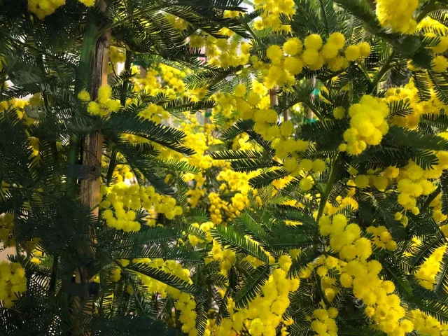 mimosa