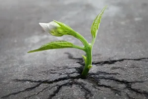 piantina nel cemento