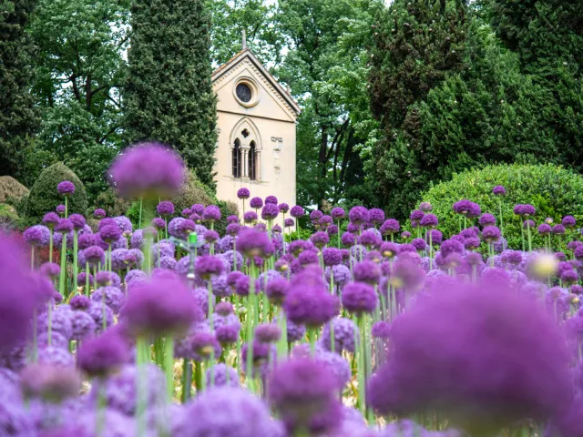 Al Parco Sigurtà maggio è il momento delle rose