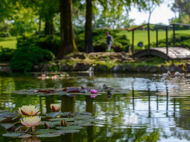 Parco Sigurtà, giugno sul Viale delle Rose