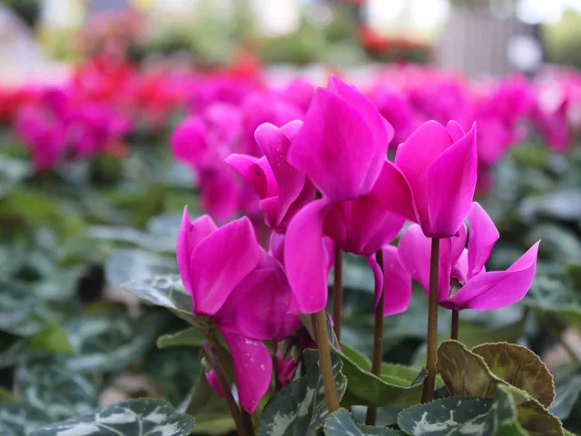 A settembre torna il Garden Festival di AICG