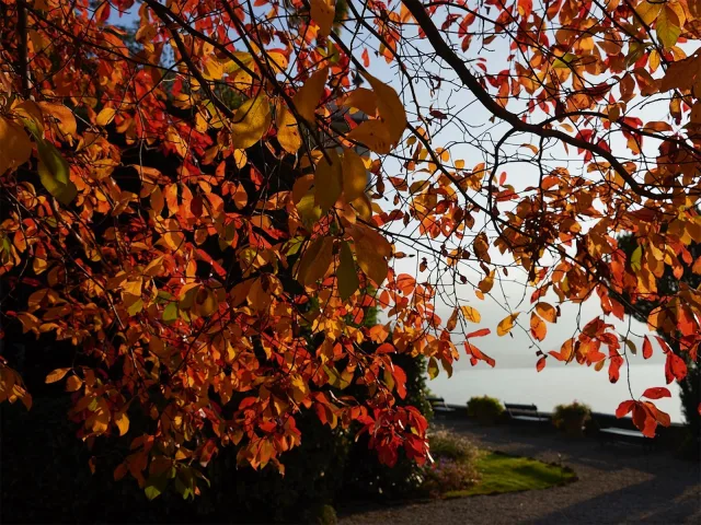 Autunno a Villa Carlotta: arte e natura in dialogo